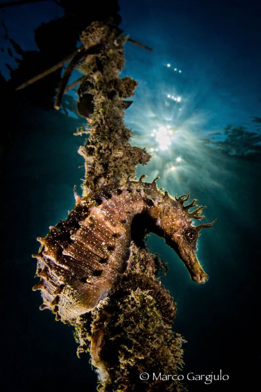 Hyppo, Backlight by Marco Gargiulo 