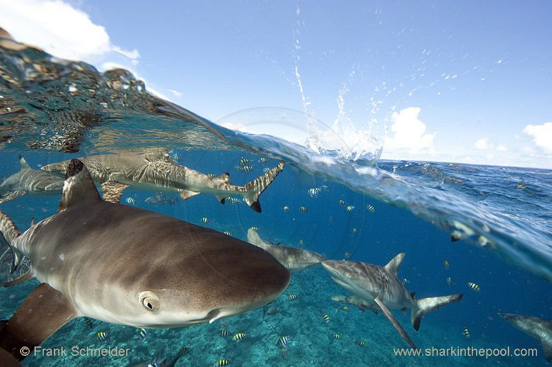 Half and half photo (Half-and-half, split shot) of reef s... by Frank Schneider 