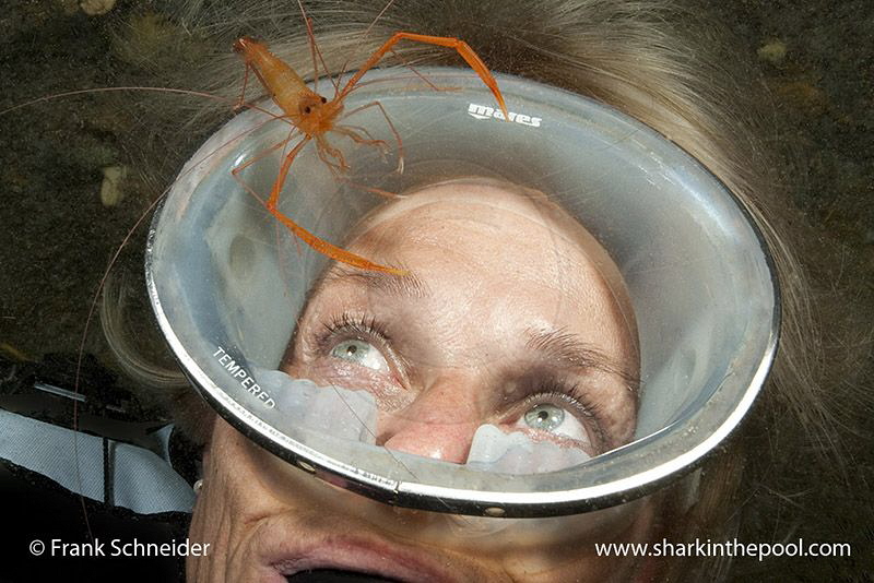 Model and stenopus; Model: Karin; Nikon D3, f2.8/14-24mm ... by Frank Schneider 
