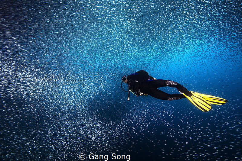 Starry starry night flying by Gang Song 