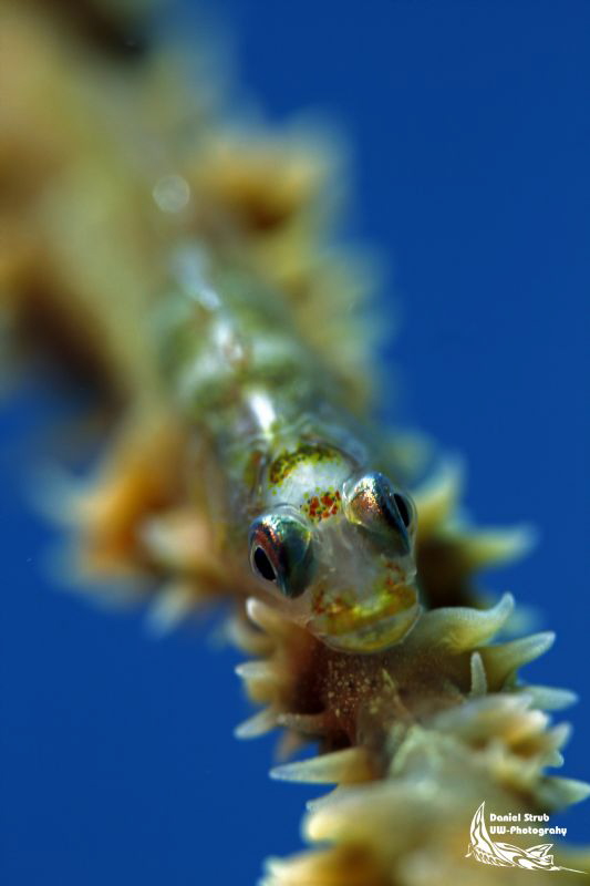 Commensal gobie :-D by Daniel Strub 