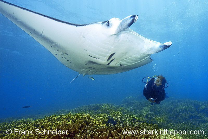 Model and Manta; Model: Ursula; Nikon D3, Zoom f2.8/14-24... by Frank Schneider 