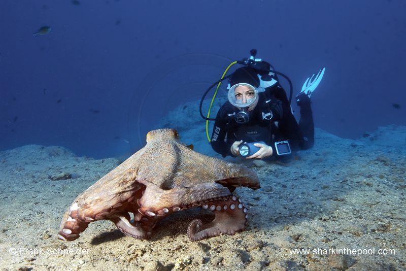 Model and octopus; Model: Ines; Nikon D3, Zoom f2.8/14-24... by Frank Schneider 