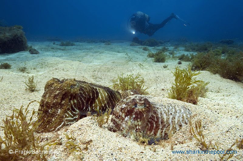 Model and squids; Nikon D3, Zoom f2.8/14-24 mm, Seacam ho... by Frank Schneider 