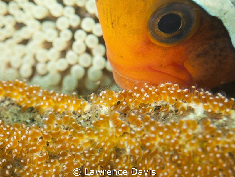 Mom loves her children by Lawrence Davis 