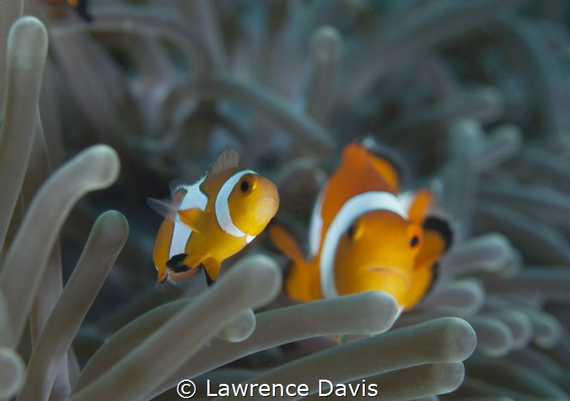 Pair of curious clowns by Lawrence Davis 