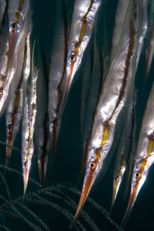 Razor fish. by Mehmet Salih Bilal 