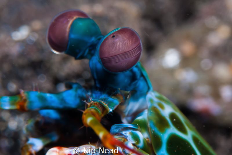 There is something about the eyes of peacock mantis shrim... by Kip Nead 