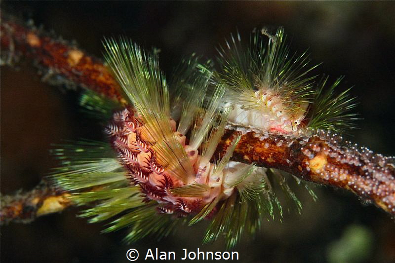 fireworm by Alan Johnson 