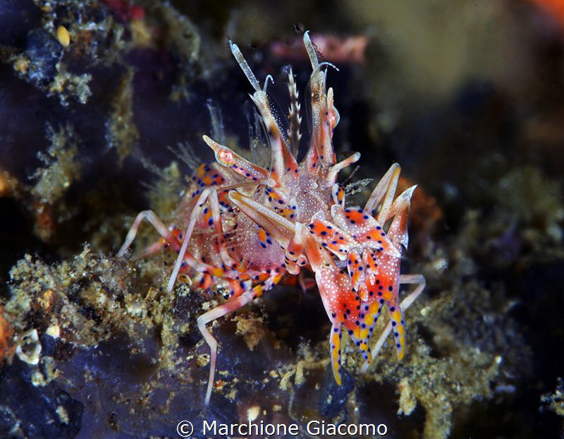 Tiger shrimp
Gangga Island
Nikon d800E, two strobo, 105... by Marchione Giacomo 