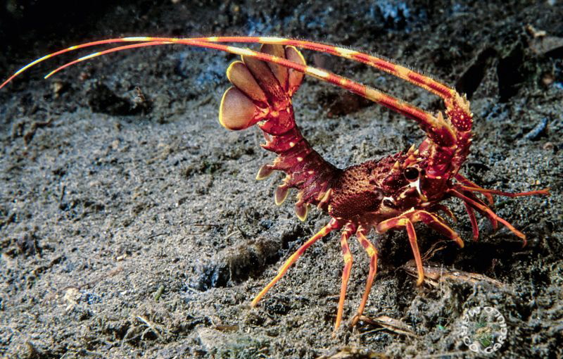 Palinurus jv, night dive, Fuji Velvia 50 iso. Nikon F100 ... by Marco Gargiulo 