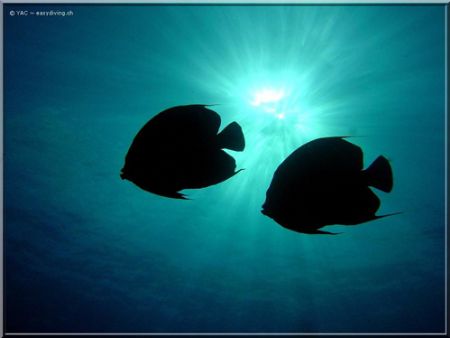 angel fishes shape in cozumel
(Sony DSCP10) by Yannick Abel-coindoz 