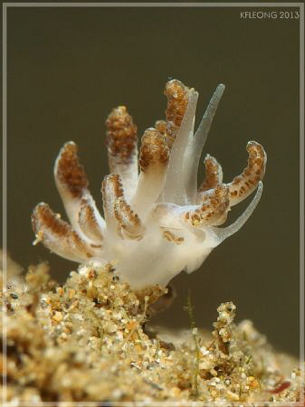 baby mimic nudi branch? by Kf Leong 