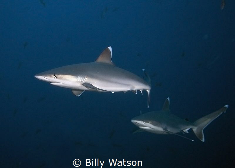 Silvertips on Patrol
San Benedicto Island, Revillagigedo... by Billy Watson 