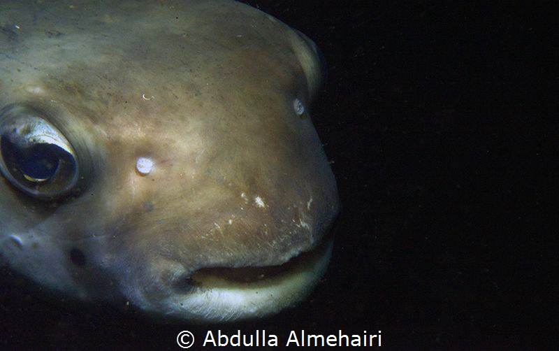 Macro by Abdulla Almehairi 