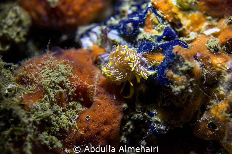 Macro by Abdulla Almehairi 