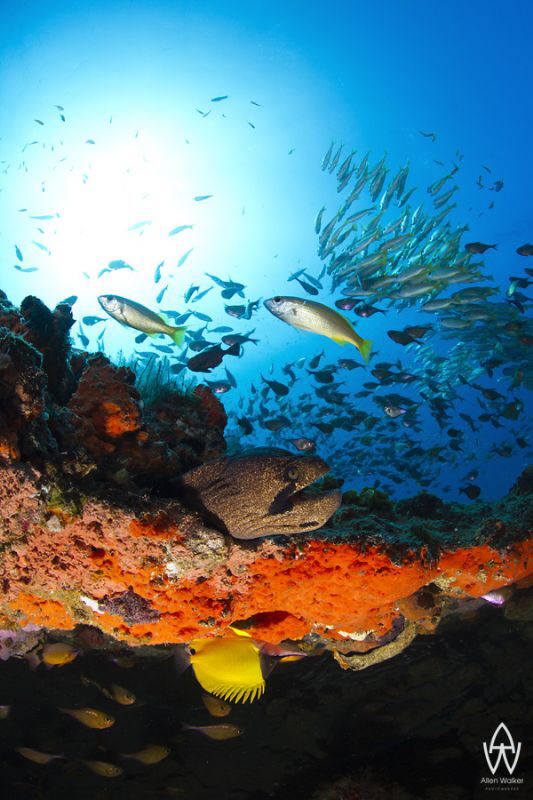 In a way an over under of a section of reef found at "Doo... by Allen Walker 