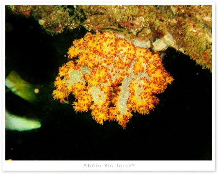 Musandam, Oman by Abeer Bin Jarsh 