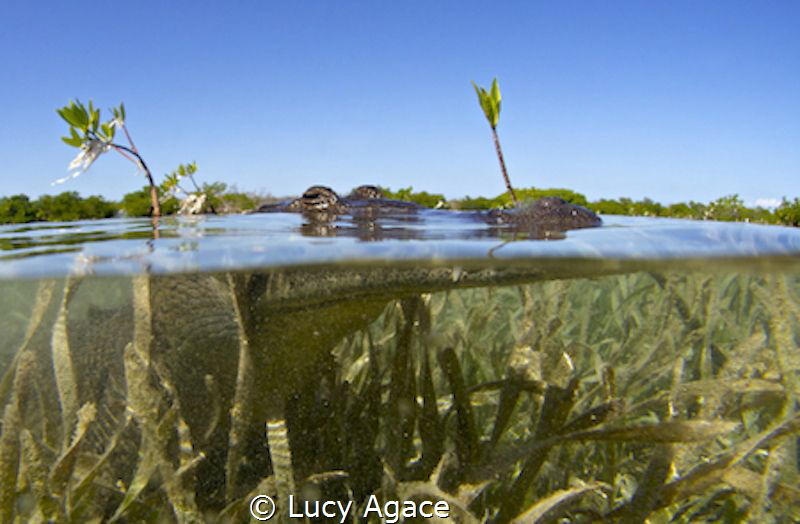 I carefully approached this Saltwater Crocodile in a shal... by Lucy Agace 