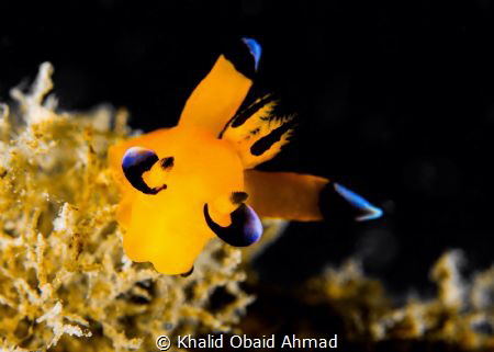 More clear more sharp by Khalid Obaid Ahmad 