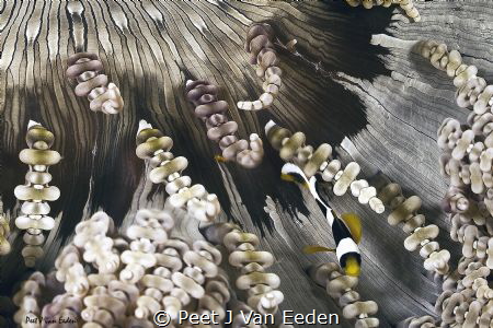 This is  my home by Peet J Van Eeden 