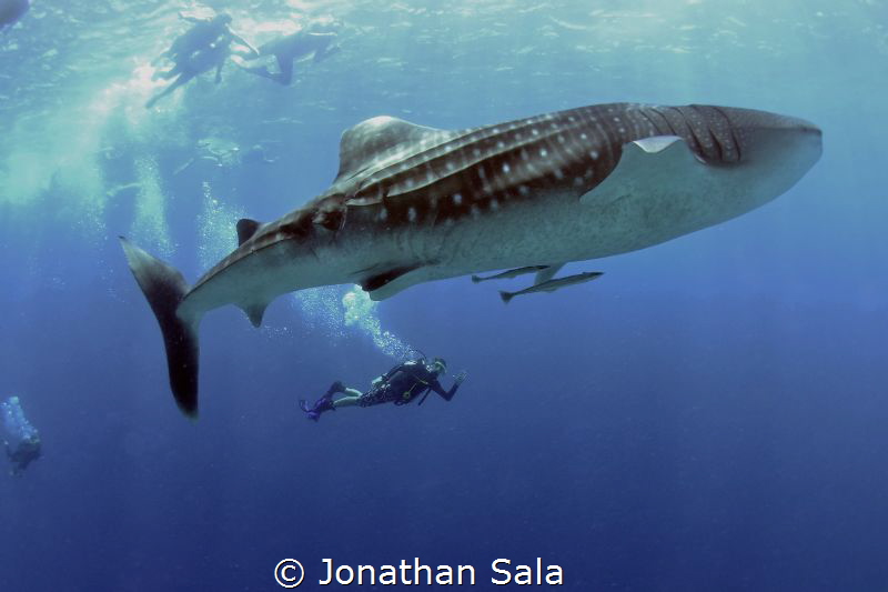 Swimming with the king by Jonathan Sala 