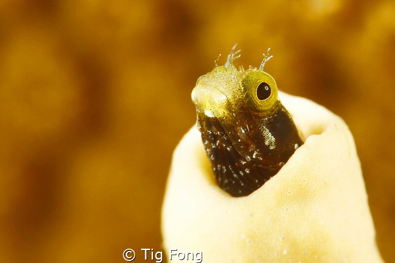 Even Closer - another of a series of this photogenic litt... by Tig Fong 