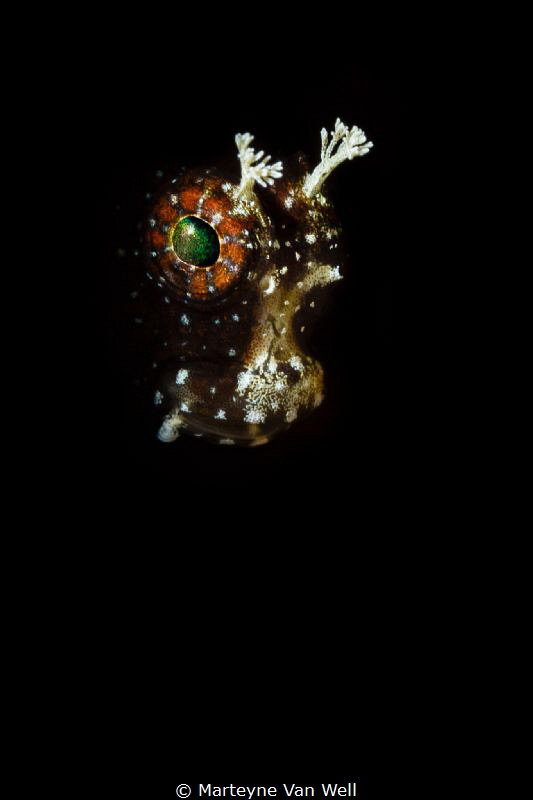 A blenny close-up in Lembeh Strait by Marteyne Van Well 