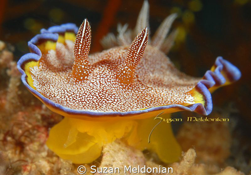 White Spotted Chromadoris by Suzan Meldonian 