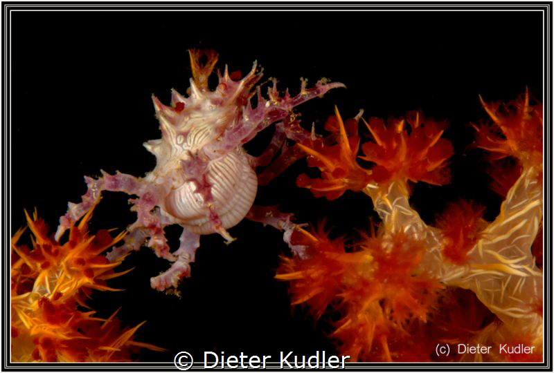 The Jump by Dieter Kudler 