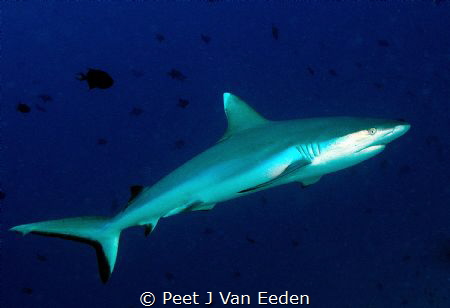 White tipped shark by Peet J Van Eeden 