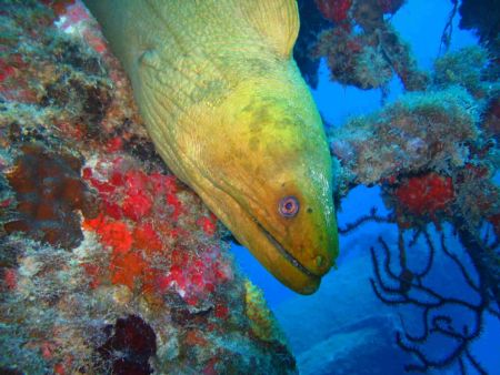Islamorada - Florida on the Eagle Wreck dive. Olympus C-3... by Eliot Neumann 