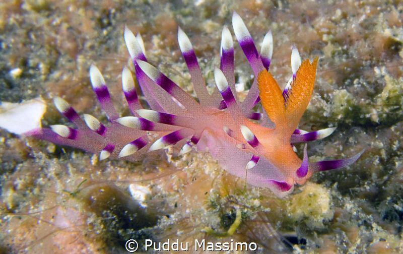 Flabellina in Gangga island by Puddu Massimo 