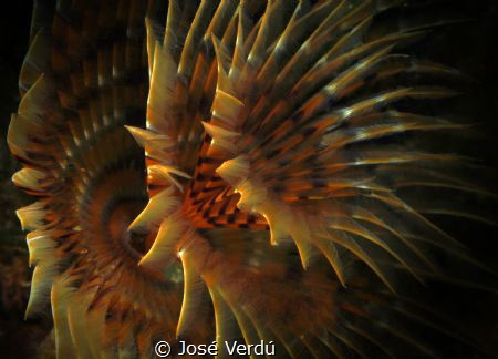 Spirograph Spallanzani. by José Verdú 