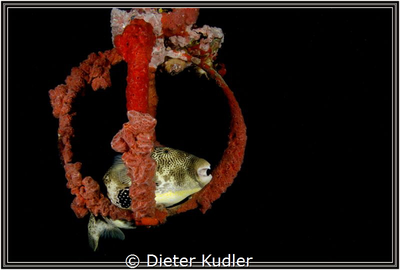 Puffer Fish sleeping at the wreck by Dieter Kudler 
