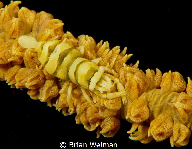 Whip Shrimp by Brian Welman 
