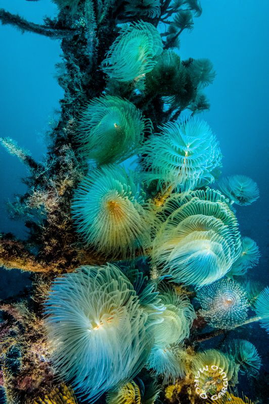 Tubeworm Tree by Marco Gargiulo 