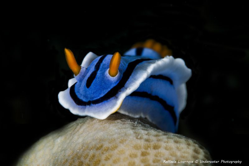 Chromodoris elisabethina by Raffaele Livornese 