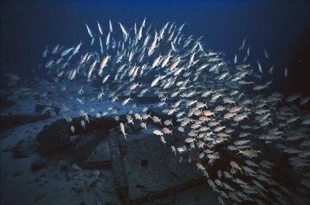 Fish School, Oahu Island, Hawaii. by Robert Fleckenstein 
