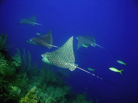 "Dropoff highway", an eagle ray flight formation at the d... by Luiz Rocha 