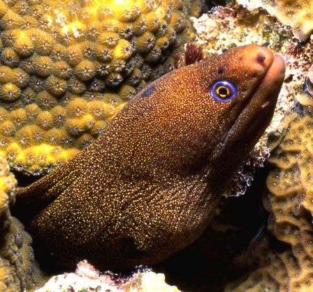Golden Speckled Moray. by David Spiel 