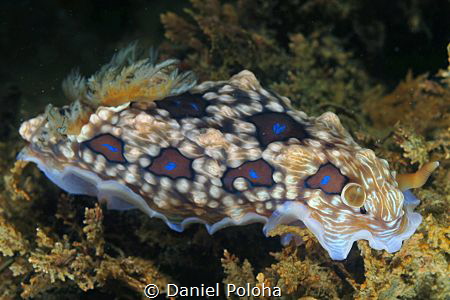 Dendrodoris gemmacea/denisoni by Daniel Poloha 