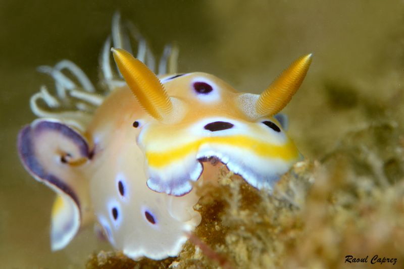 Face to face with Chromodoris gemina by Raoul Caprez 