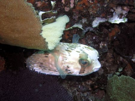 Shy One (Cabo San Lucas) by Jeffery Jones 