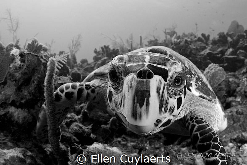 Hawskbill encounter at North Wall reeftop by Ellen Cuylaerts 