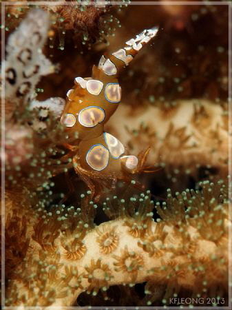 squat shrimp doing his best...squat by Kf Leong 