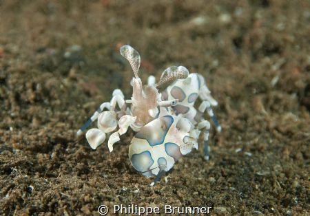 Arlequin shrimp by Philippe Brunner 