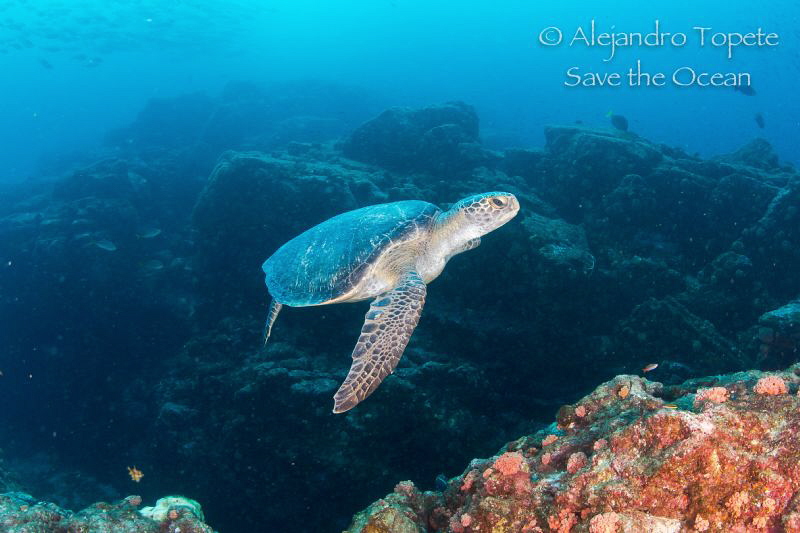 Turtle in the Bajo, La Paz Mexico by Alejandro Topete 