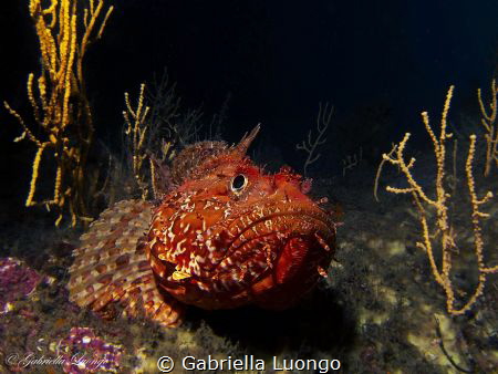 Smile Please! by Gabriella Luongo 