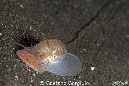 A "slow" climber... instead quite fast, why they call the... by Gaetano Gargiulo 